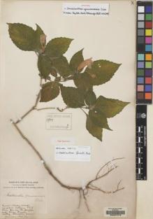 Type specimen at Edinburgh (E). Forrest, George: F616. Barcode: E00047319.