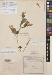 Type specimen at Edinburgh (E). Bodinier, Emile: . Barcode: E00047324.