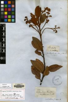 Type specimen at Edinburgh (E). Mathews, Andrew: 1429. Barcode: E00047681.