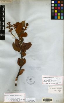 Type specimen at Edinburgh (E). Mathews, Andrew: 1429. Barcode: E00047682.