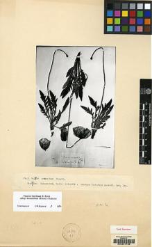 Type specimen at Edinburgh (E). von Radde, Gustav: 93. Barcode: E00047732.