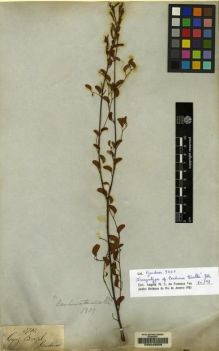 Type specimen at Edinburgh (E). Gardner, George: 3701. Barcode: E00048059.