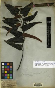 Type specimen at Edinburgh (E). Gardner, George: 3698. Barcode: E00048060.