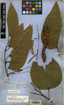 Type specimen at Edinburgh (E). Spruce, Richard: 4417. Barcode: E00048061.
