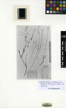 Type specimen at Edinburgh (E). Gillett, Jan; Hemming, C; Watson, R: 22102. Barcode: E00048316.