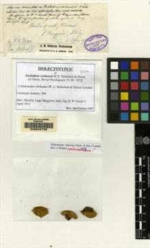 Type specimen at Edinburgh (E). Dixon, Hugh: . Barcode: E00048708.