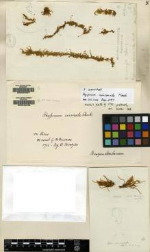 Type specimen at Edinburgh (E). Menzies, Archibald: . Barcode: E00049037.