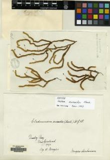 Type specimen at Edinburgh (E). Menzies, Archibald: . Barcode: E00049045.