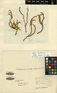 Type specimen at Edinburgh (E). Menzies, Archibald: . Barcode: E00049046.