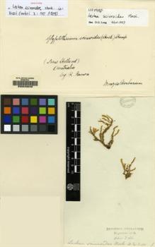 Type specimen at Edinburgh (E). Brown, Robert: . Barcode: E00049049.