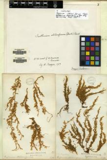 Type specimen at Edinburgh (E). Menzies, Archibald: . Barcode: E00049050.
