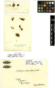 Type specimen at Edinburgh (E). Menzies, Archibald: . Barcode: E00049052.