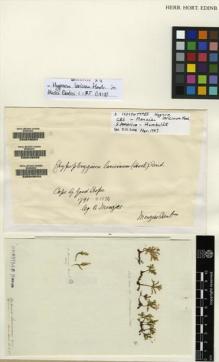 Type specimen at Edinburgh (E). Humboldt, Friedrich: . Barcode: E00049059.