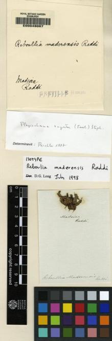 Type specimen at Edinburgh (E). Raddi, Giuseppe: . Barcode: E00049067.
