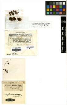 Type specimen at Edinburgh (E). Drummond, Thomas: 61. Barcode: E00049070.