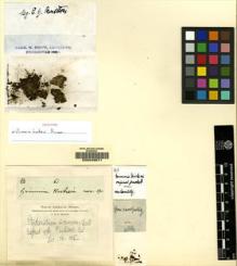 Type specimen at Edinburgh (E). Drummond, Thomas: 61. Barcode: E00049071.