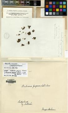 Type specimen at Edinburgh (E). Schleicher, Johann: . Barcode: E00049081.