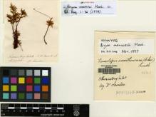 Type specimen at Edinburgh (E). Scouler, John: S.N.. Barcode: E00049082.