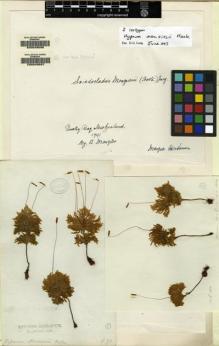 Type specimen at Edinburgh (E). Menzies, Archibald: . Barcode: E00049086.