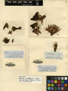 Type specimen at Edinburgh (E). Hooker, Joseph: 31. Barcode: E00049089.