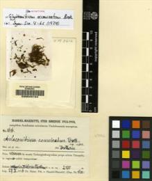 Type specimen at Edinburgh (E). Handel-Mazzetti, Heinrich: 8616. Barcode: E00049104.