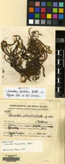 Type specimen at Edinburgh (E). Handel-Mazzetti, Heinrich: 9765. Barcode: E00049106.