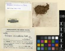 Type specimen at Edinburgh (E). Handel-Mazzetti, Heinrich: 6309. Barcode: E00049111.