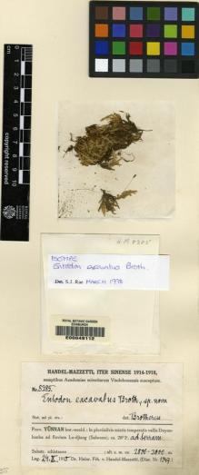 Type specimen at Edinburgh (E). Handel-Mazzetti, Heinrich: 8385. Barcode: E00049112.