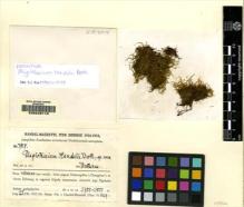 Type specimen at Edinburgh (E). Handel-Mazzetti, Heinrich: 7817. Barcode: E00049113.