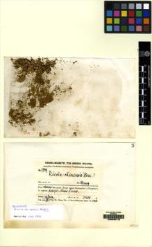 Type specimen at Edinburgh (E). Handel-Mazzetti, Heinrich: 7749. Barcode: E00049119.