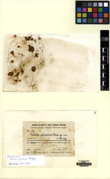 Type specimen at Edinburgh (E). Handel-Mazzetti, Heinrich: 11519. Barcode: E00049121.