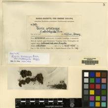 Type specimen at Edinburgh (E). Handel-Mazzetti, Heinrich: 7467. Barcode: E00049122.