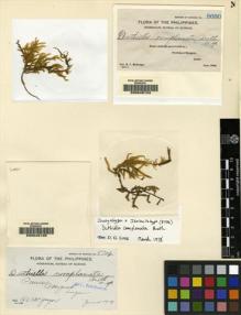 Type specimen at Edinburgh (E). McGregor, Richard: 8680. Barcode: E00049124.