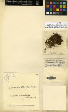 Type specimen at Edinburgh (E). Hooker, Joseph: 123. Barcode: E00049127.
