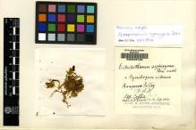 Type specimen at Edinburgh (E). Collie, Alexander (R?): 429. Barcode: E00049129.