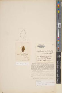 Type specimen at Edinburgh (E). Bell, William: 43. Barcode: E00049133.