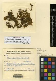 Type specimen at Edinburgh (E). Handel-Mazzetti, Heinrich: 11514. Barcode: E00049135.