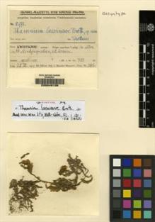 Type specimen at Edinburgh (E). Handel-Mazzetti, Heinrich: 10978. Barcode: E00049136.