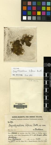 Type specimen at Edinburgh (E). Handel-Mazzetti, Heinrich: 6492. Barcode: E00049139.