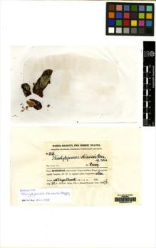 Type specimen at Edinburgh (E). Handel-Mazzetti, Heinrich: 2426. Barcode: E00049147.