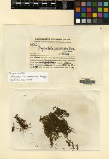 Type specimen at Edinburgh (E). Handel-Mazzetti, Heinrich: 9362. Barcode: E00049148.