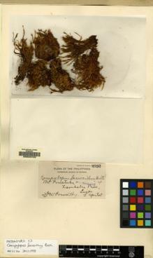 Type specimen at Edinburgh (E). Foxworthy, Frederik: 2552. Barcode: E00049153.