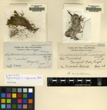 Type specimen at Edinburgh (E). Ramos, Maximo: 5518. Barcode: E00049158.