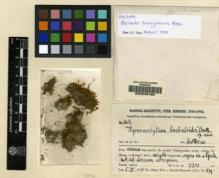 Type specimen at Edinburgh (E). Handel-Mazzetti, Heinrich: 6656. Barcode: E00049160.