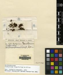 Type specimen at Edinburgh (E). Spruce, Richard: 1492. Barcode: E00049162.