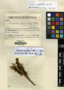 Type specimen at Edinburgh (E). Handel-Mazzetti, Heinrich: 994. Barcode: E00049168.
