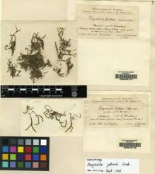 Type specimen at Edinburgh (E). Gollan, W.: 3180. Barcode: E00049174.