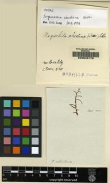 Type specimen at Edinburgh (E). Nees von Esenbeck, Christian: . Barcode: E00049179.