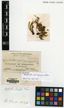 Type specimen at Edinburgh (E). Merrill, Elmer: 8354. Barcode: E00049190.
