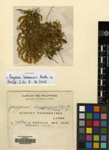 Type specimen at Edinburgh (E). Merrill, Elmer: 7873. Barcode: E00049191.